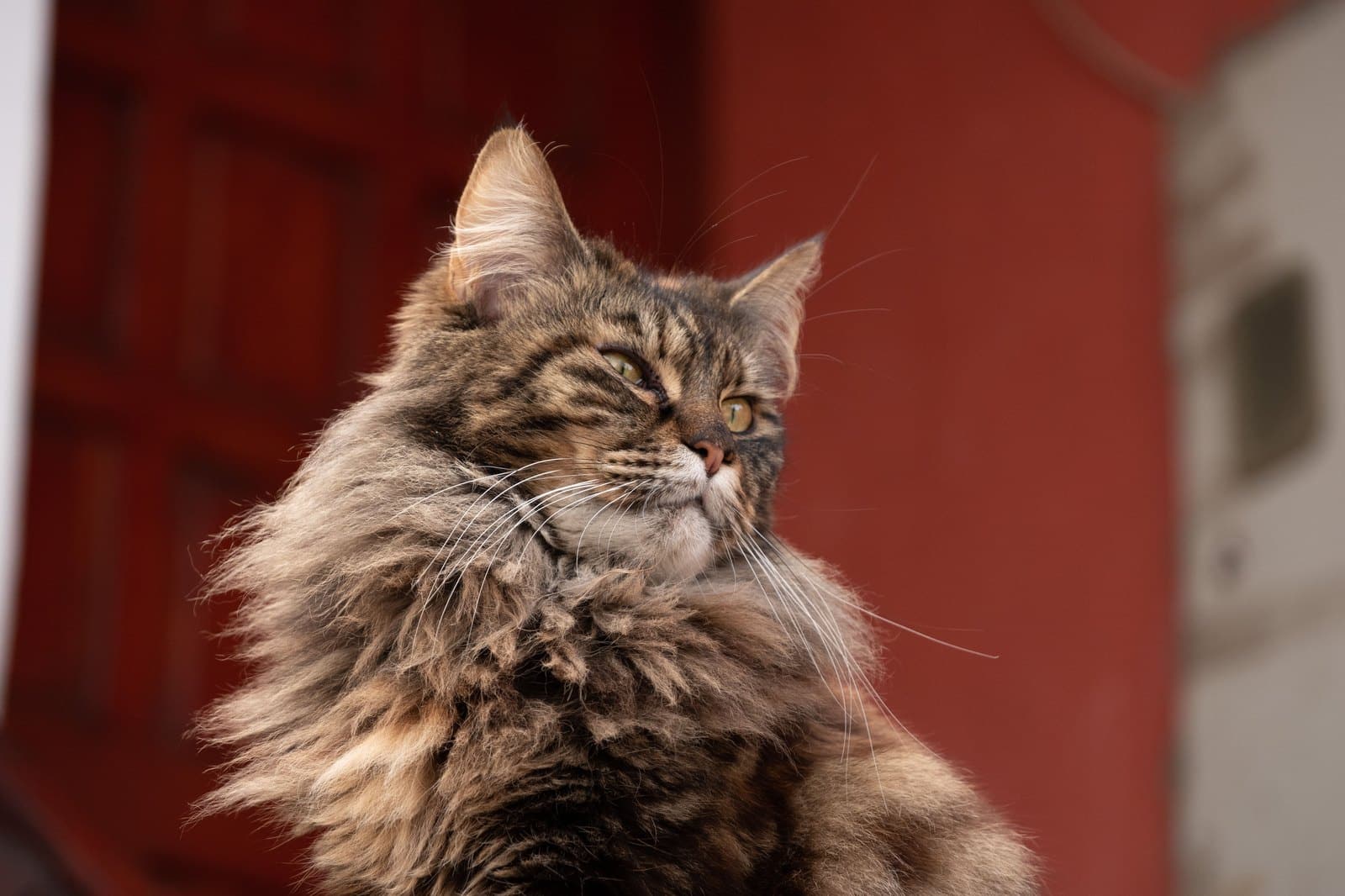 Nahaufnahme einer Maine Coon mit dichtem halblangem Fell