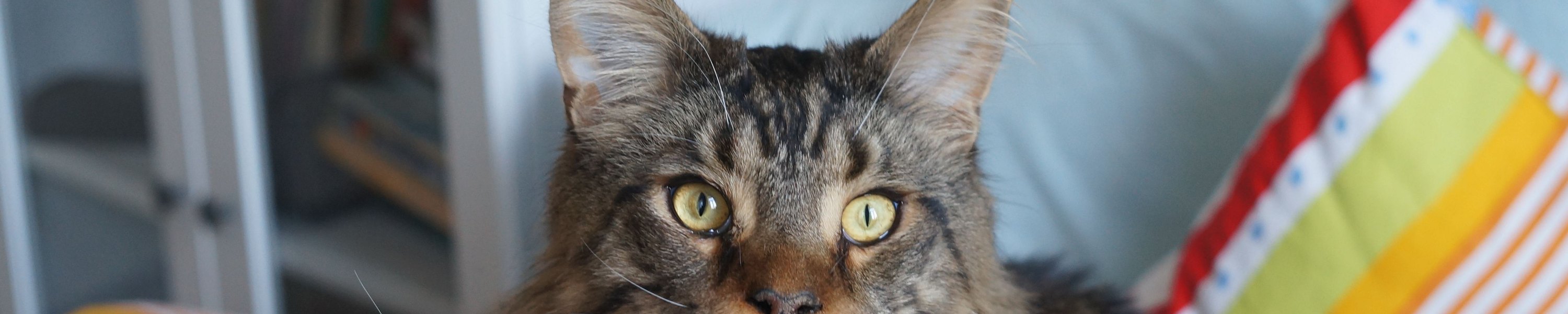 Maine Coon