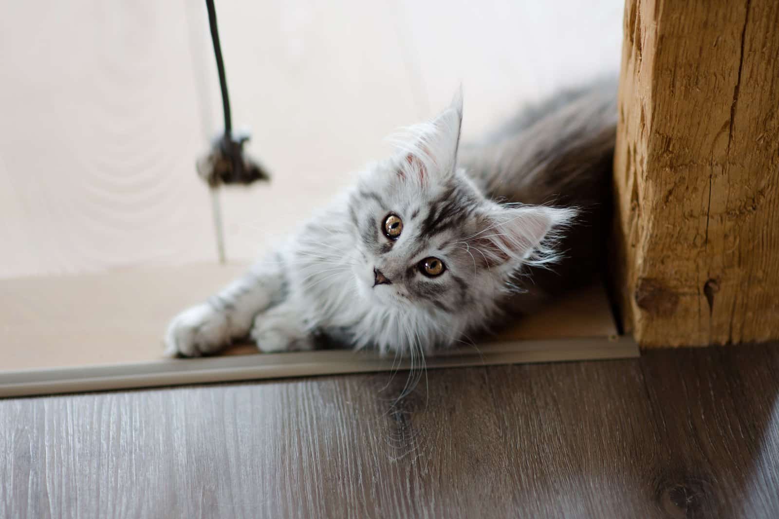 Junges Maine Coon Kitten liegt neugierig auf dem Boden