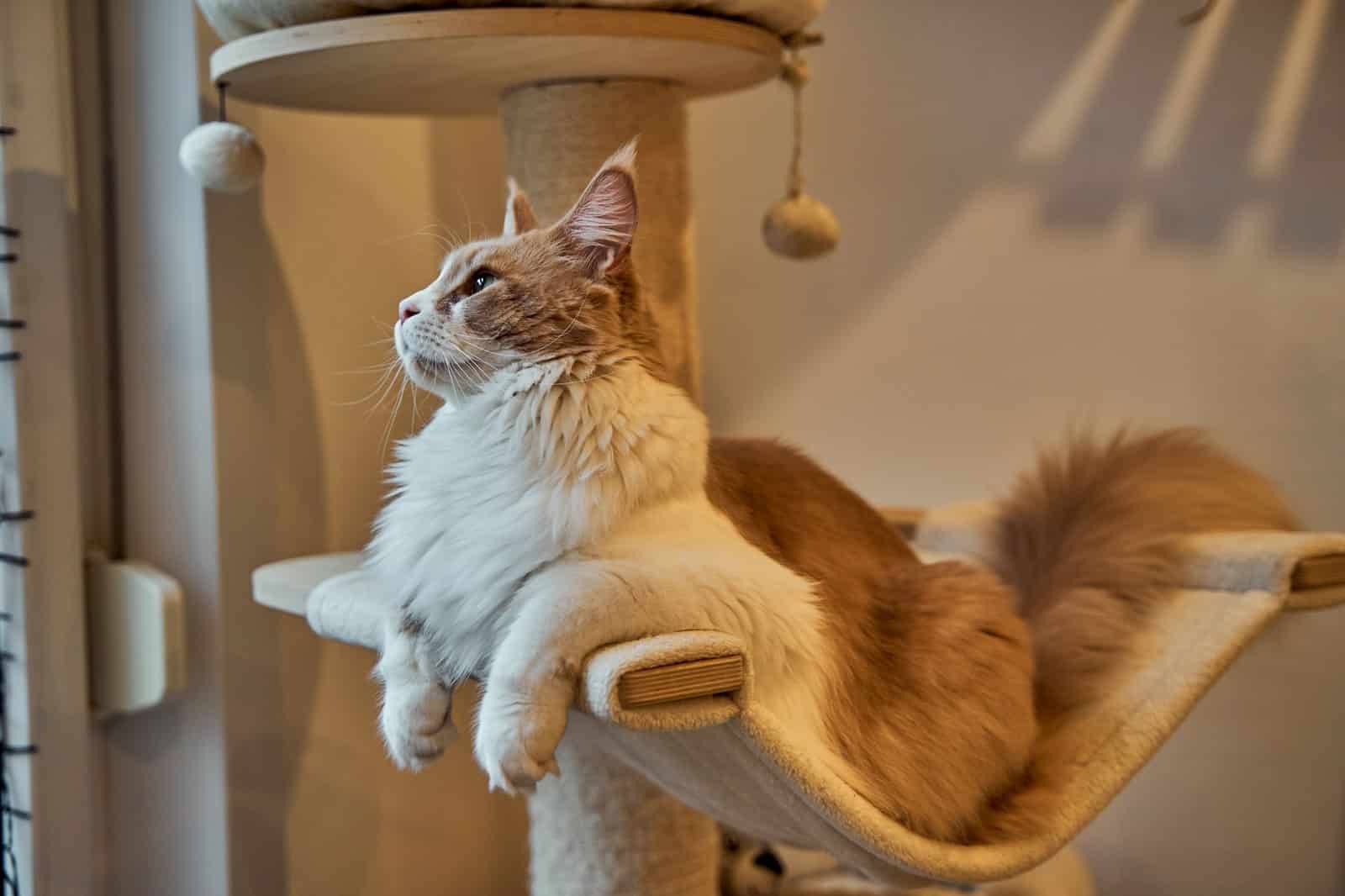 Maine Coon Katze auf einem Kratzbaum blickt nach oben