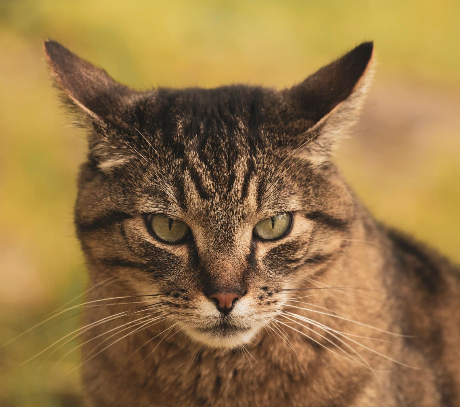 Getigerte Katze blickt aufmerksam in die Kamera