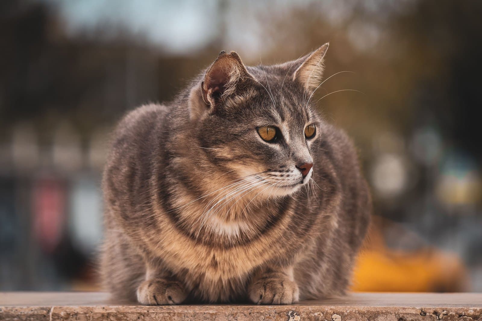 Getigerte Katze mit goldenen Augen ruht aufmerksam auf einer Steinfläche
