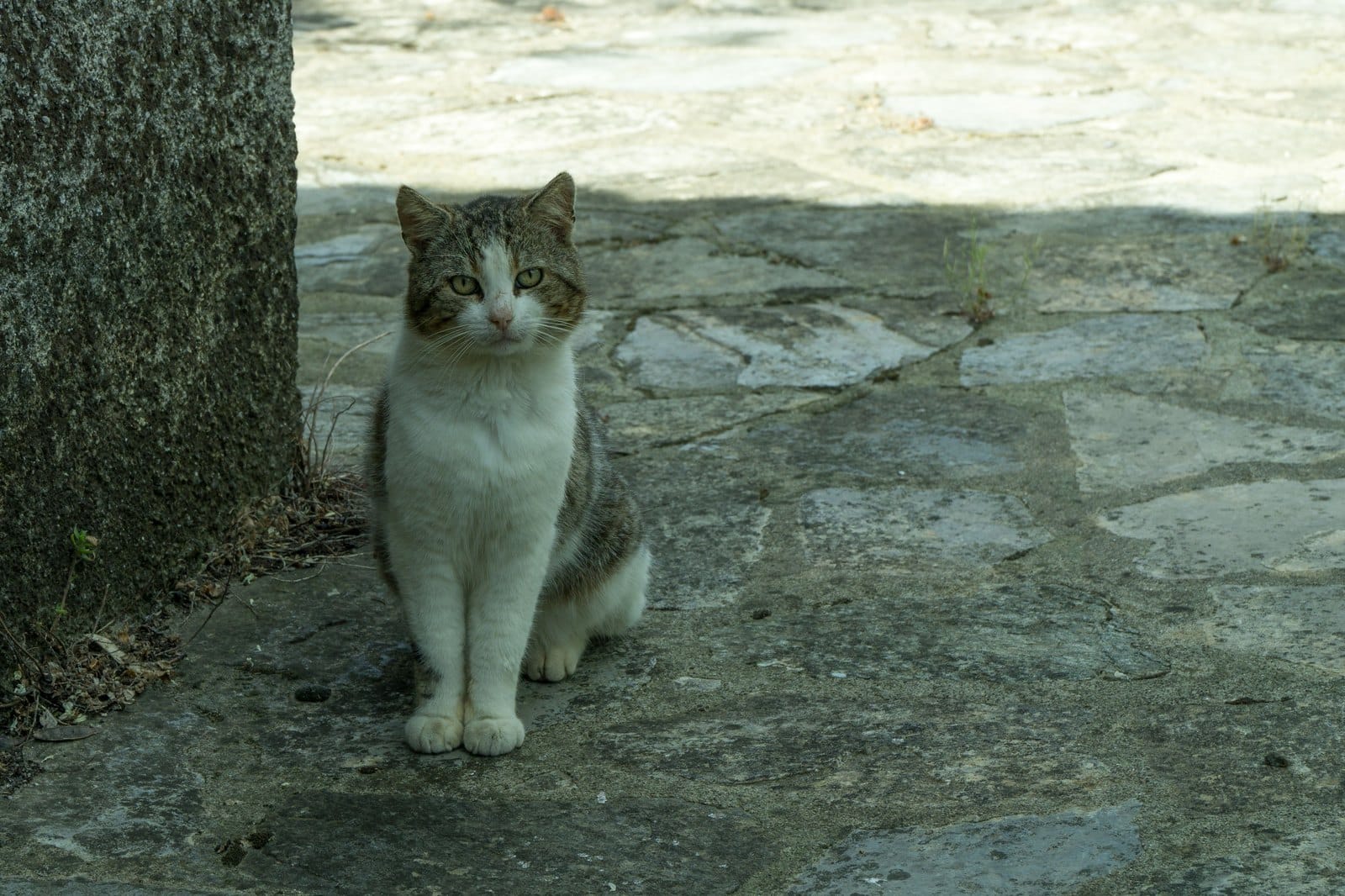 Grau-weiße Katze sitzt aufmerksam auf gepflastertem Boden