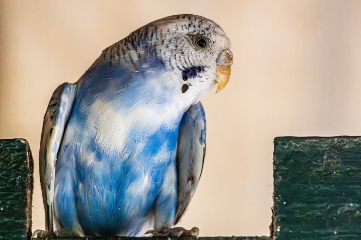 Blauer Wellensittich sitzt auf einem Ast