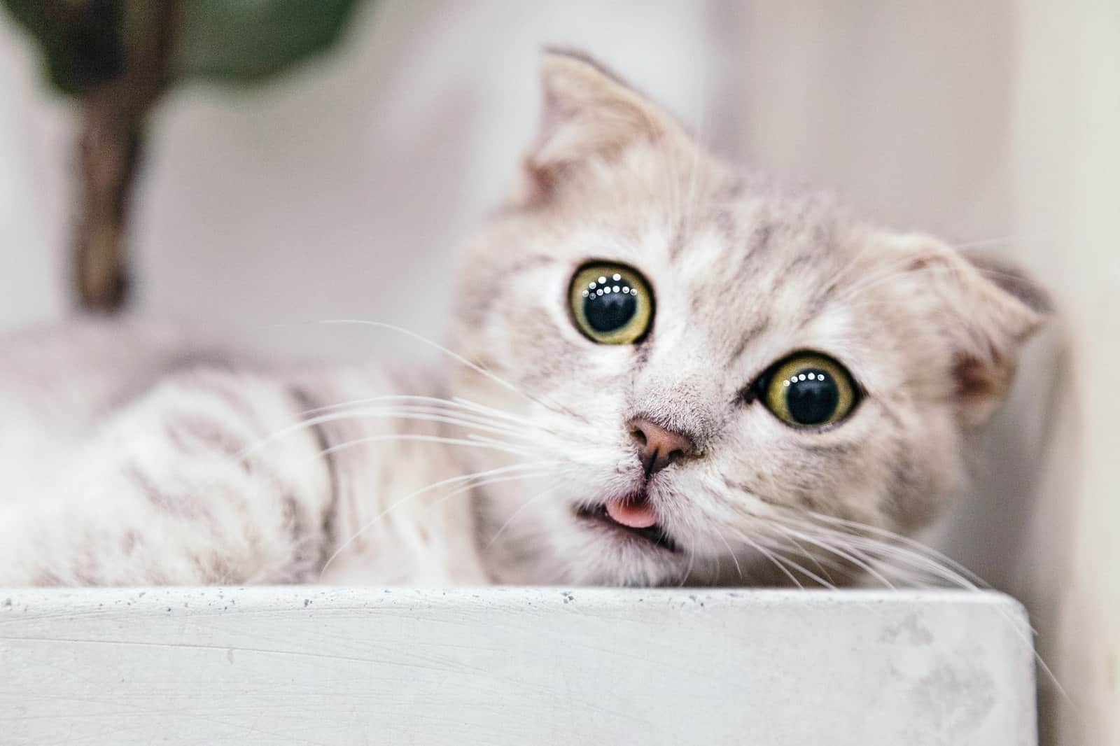 Junge Munchkin-Katze mit kurzen Beinen