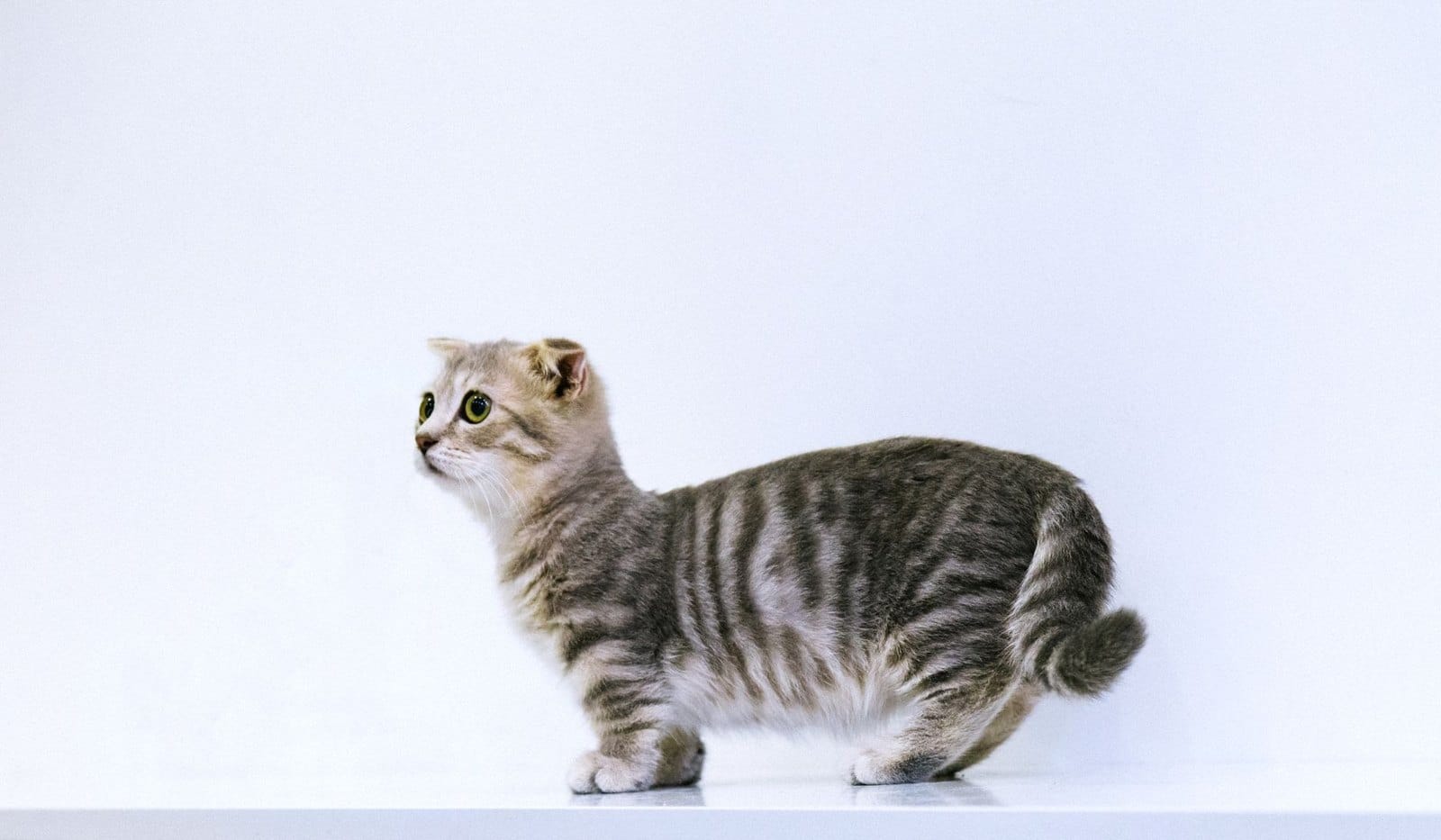 Symbolbild einer jungen Katze