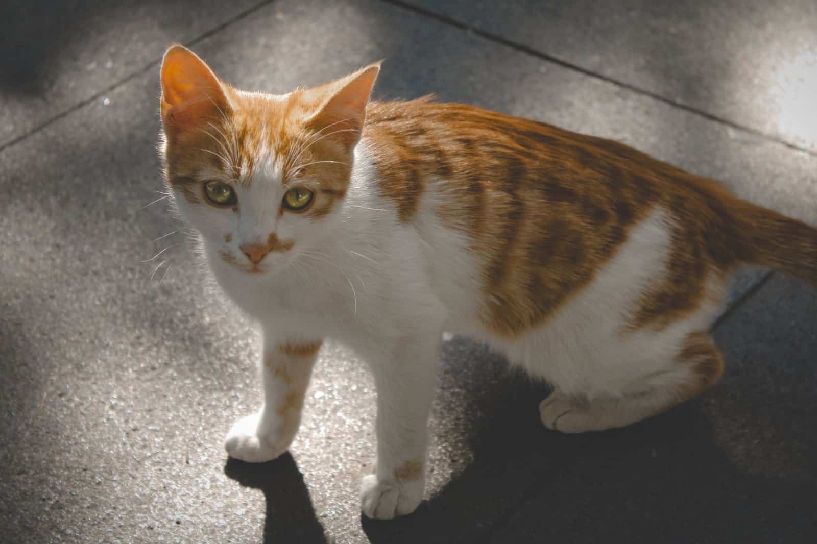 Symbolbild einer gesunden Katze mit normal langen Beinen