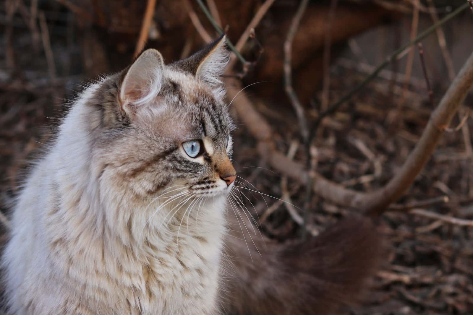 Point-farbene Sibirische Katze mit blauen Augen im Freien