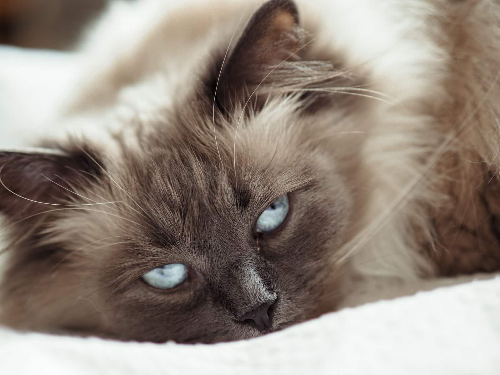 Neva Masquerade mit blauen Augen liegt auf weicher Unterlage