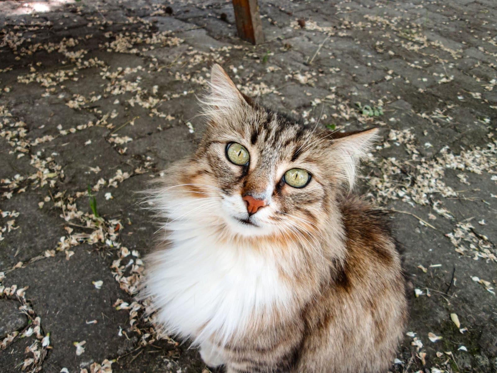 Norwegische Waldkatze erkundet neugierig die Natur