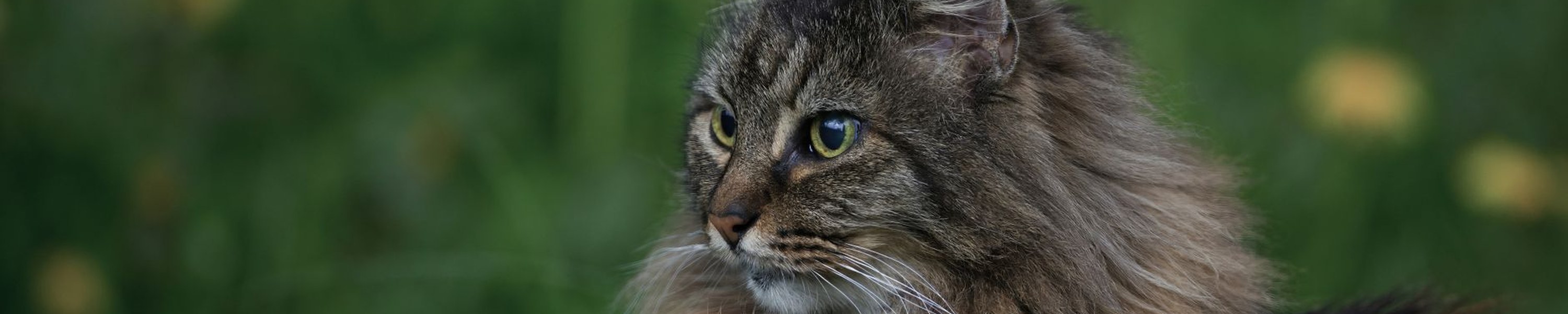 Norwegische Waldkatze