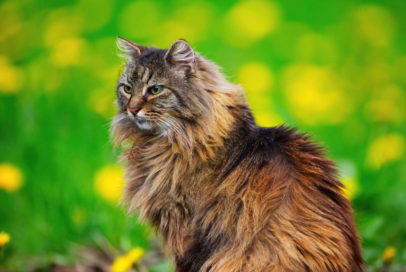 Norwegische Waldkatze mit langem wetterfestem Fell