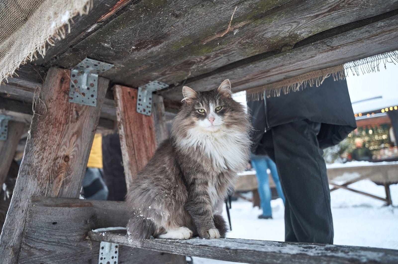 Norwegische Waldkatze sitzt in natuerlicher Umgebung