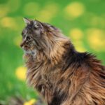 Norwegische Waldkatze