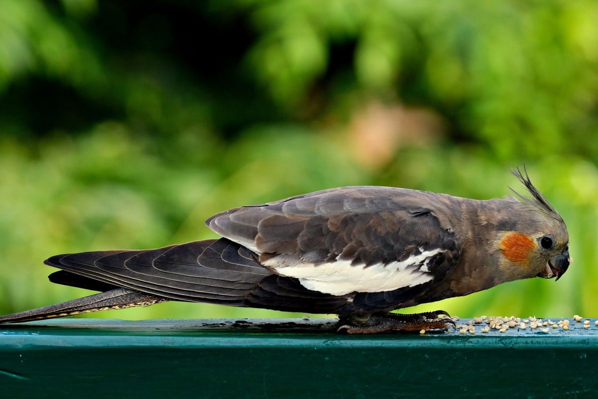 Nymphensittich frisst Körner im Freien