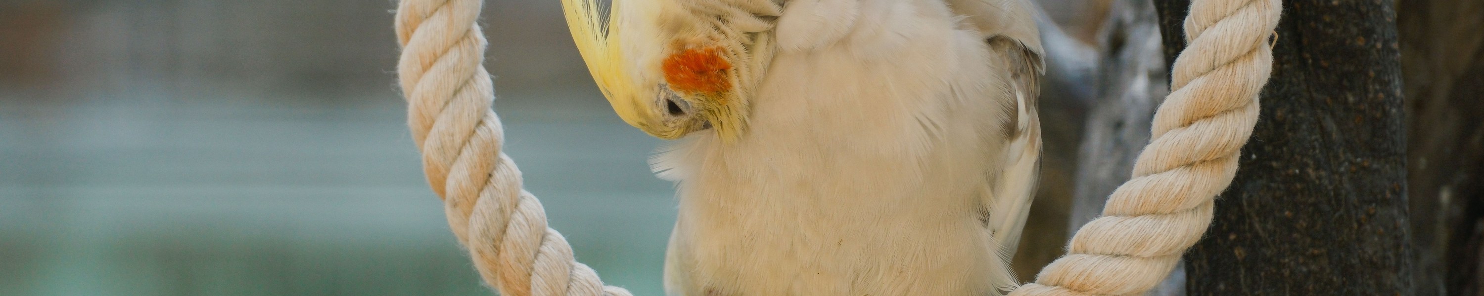 Nymphensittich im Porträt: Haltung, Ernährung & Lebenserwartung