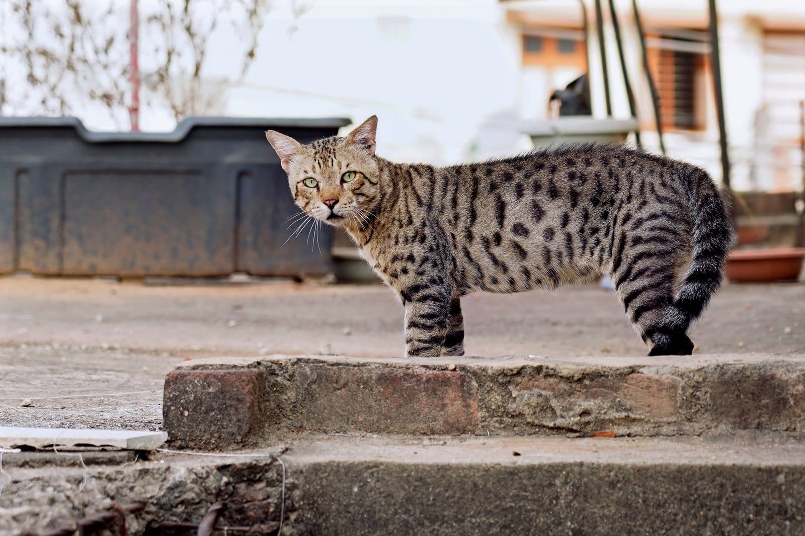Aufmerksame getupfte Katze steht auf Stufen im Freien