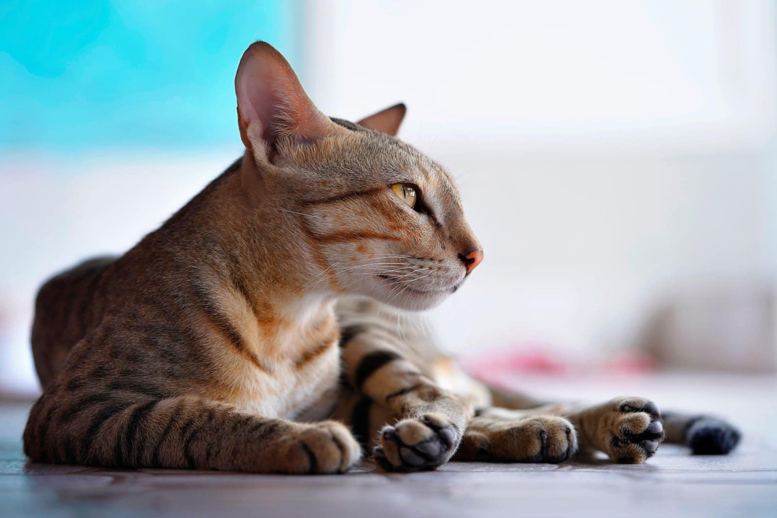 Braun getupfte Katze mit ausdrucksstarken Augen