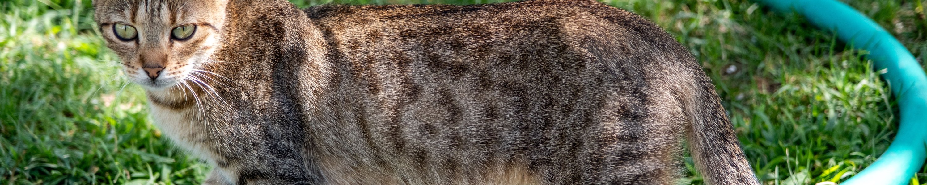 Ocicat