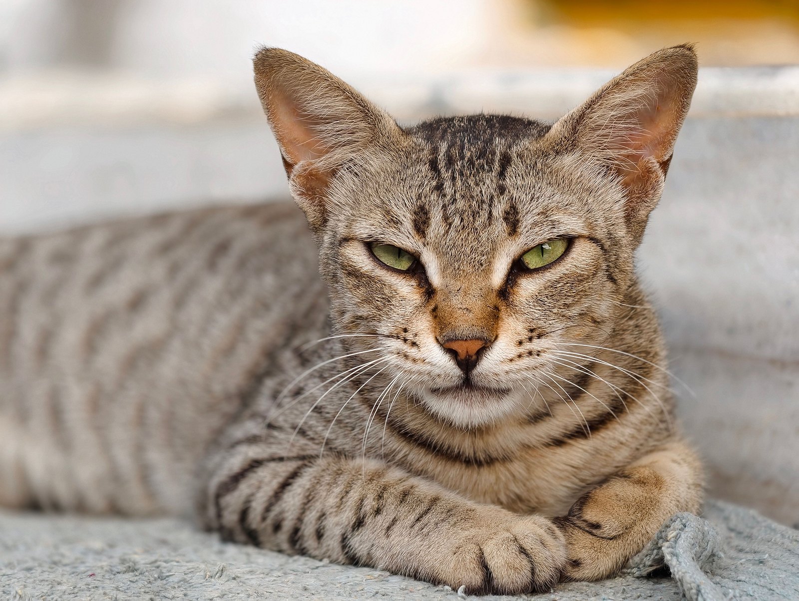 Getupfte Katze mit gruenen Augen entspannt im Freien