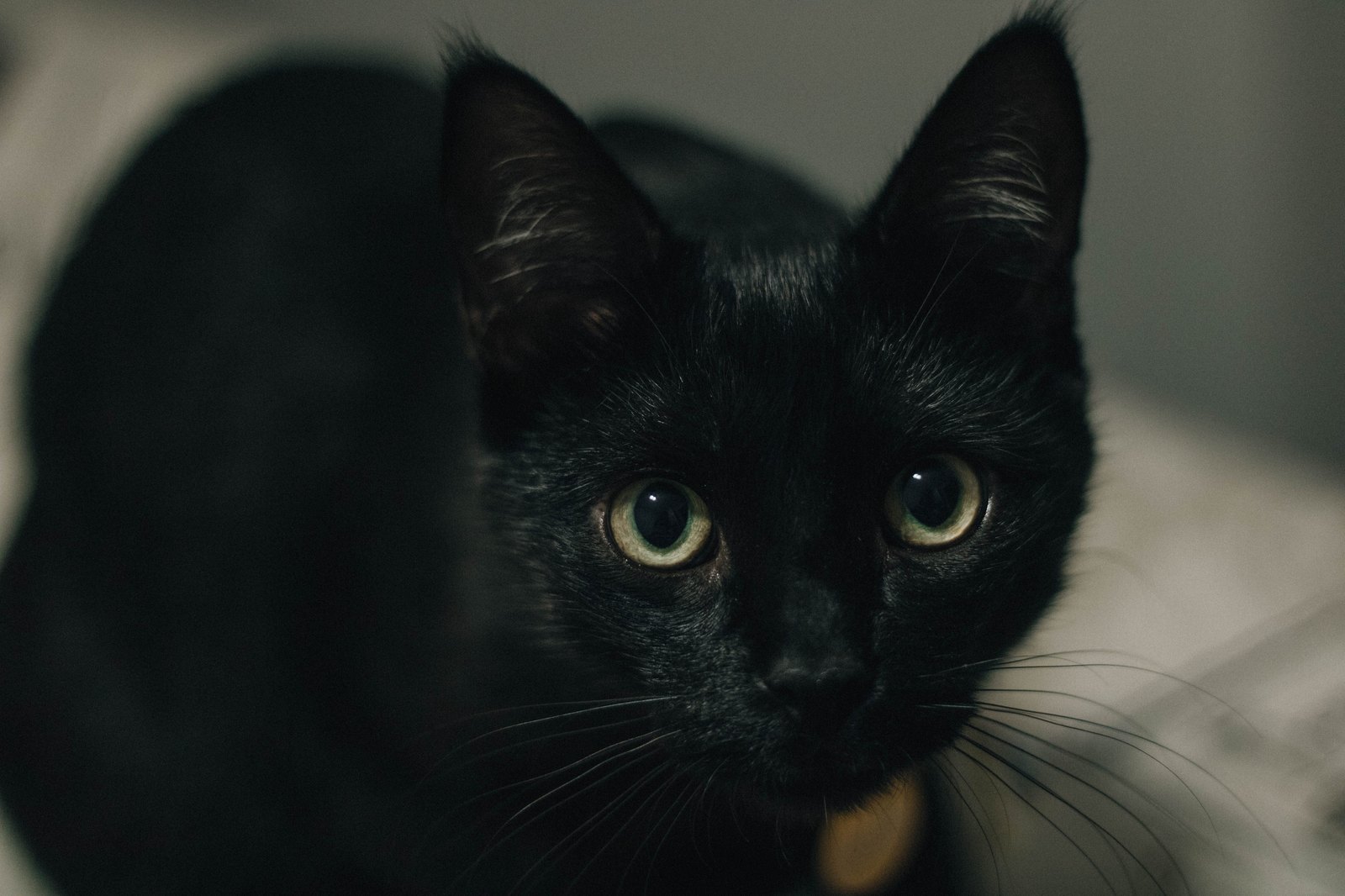 Schwarze Katze mit leuchtend gruenen Augen in Nahaufnahme