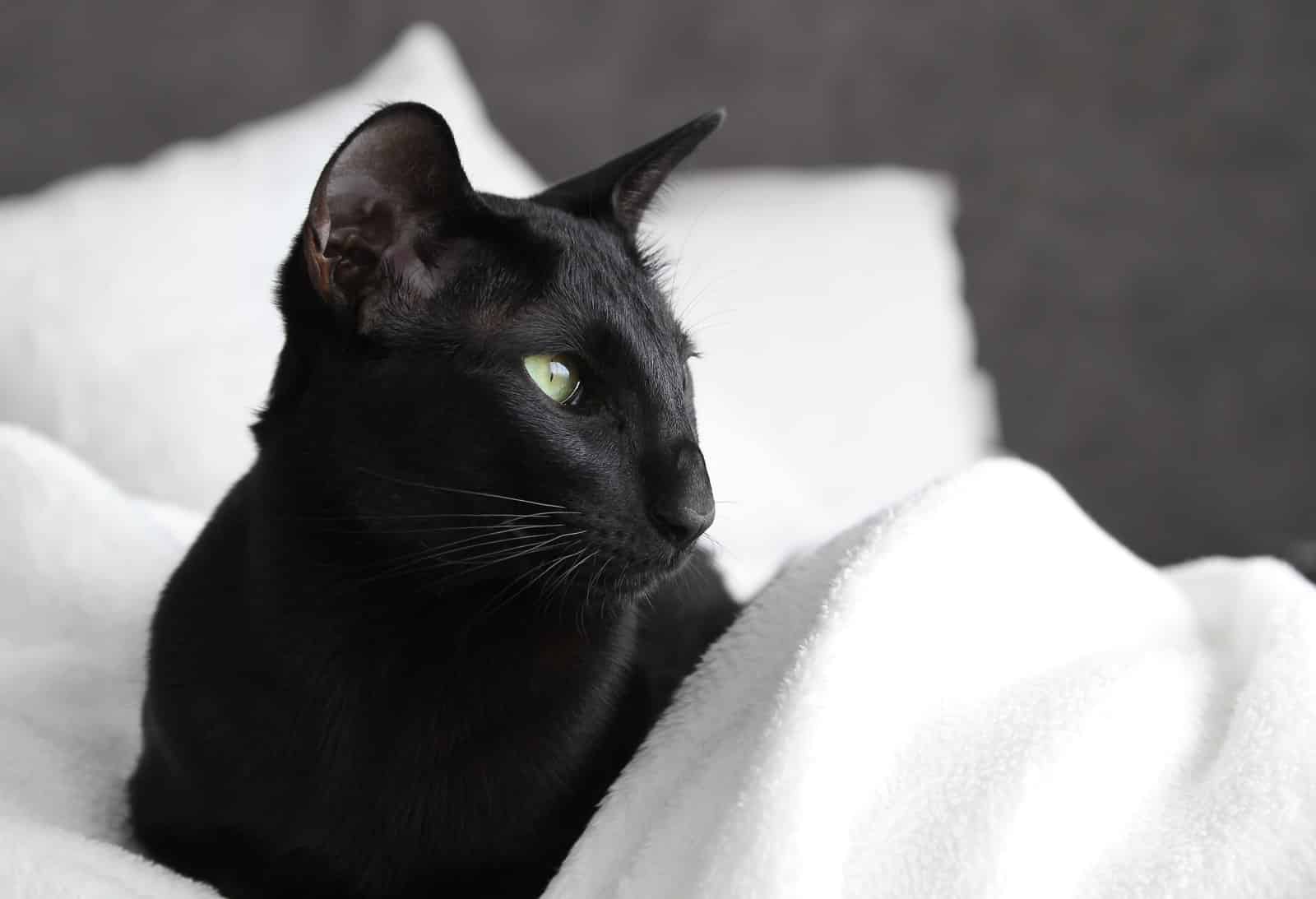 Schlanke schwarze Katze mit feinem Koerperbau ruht