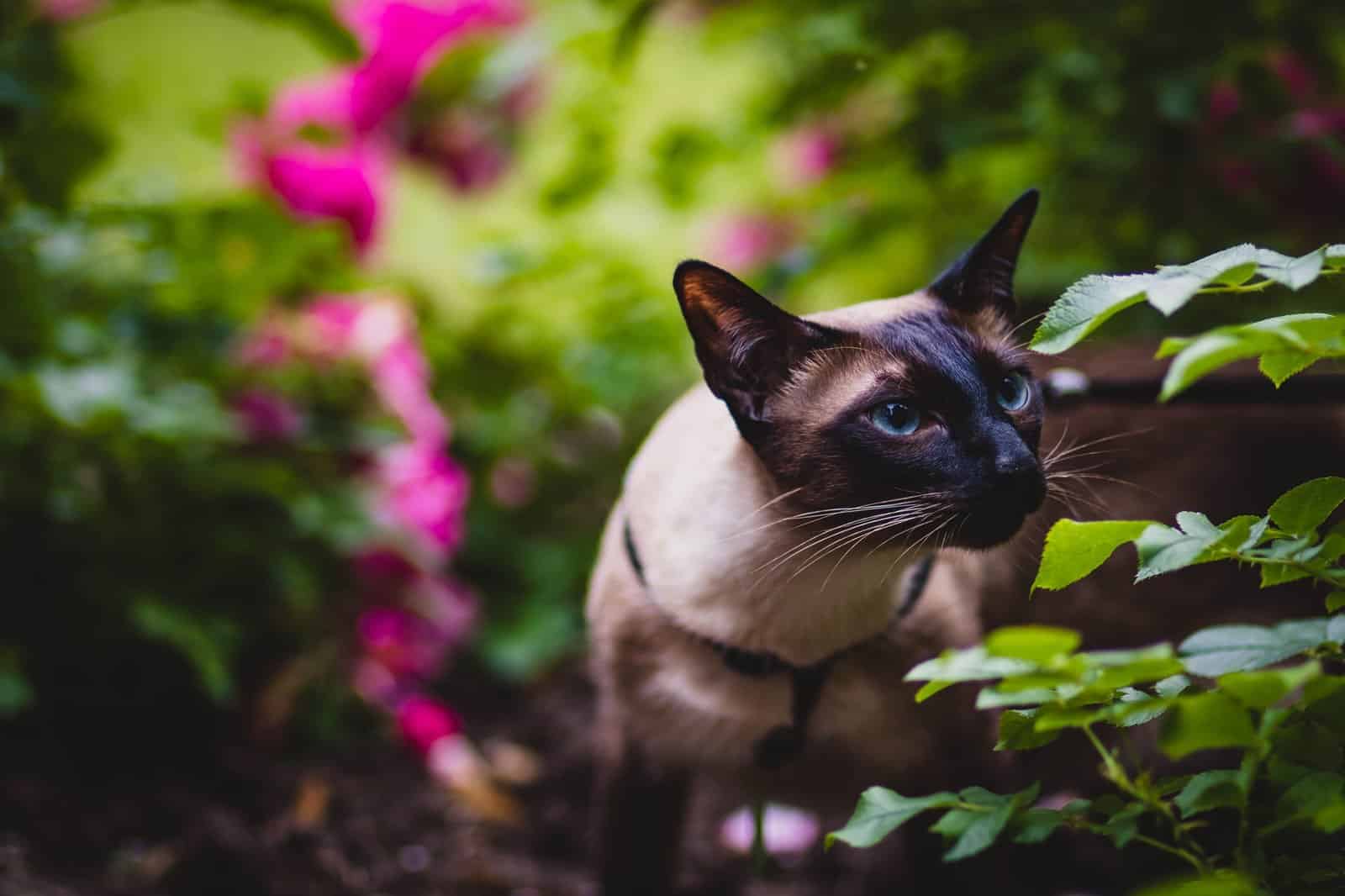 Siamkatze mit blauen Augen, die kurzhaarige Verwandte der Orientalisch Kurzhaar