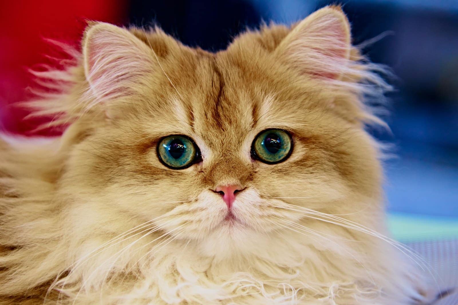 Nahaufnahme der Augen einer Perserkatze