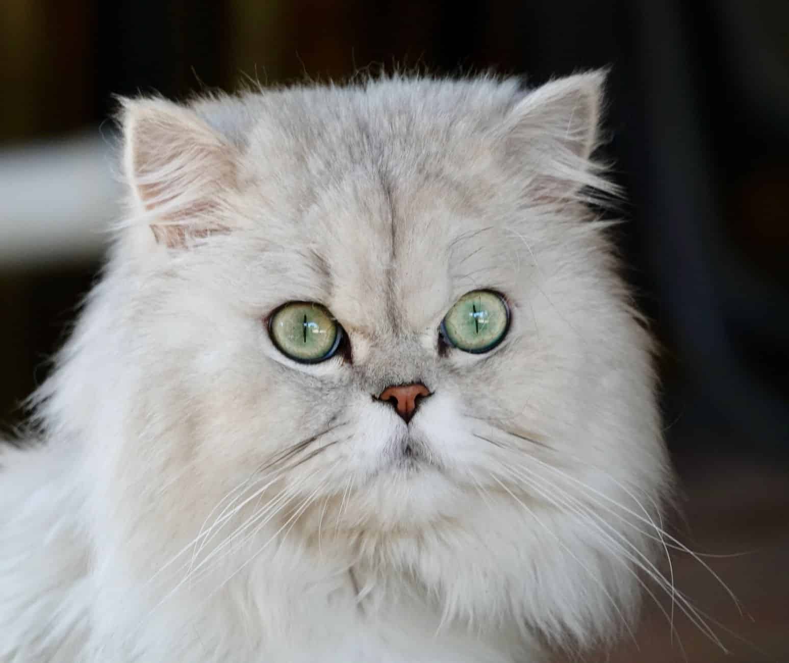 Perserkatze Gesicht mit kurzer Nase und flachem Profil