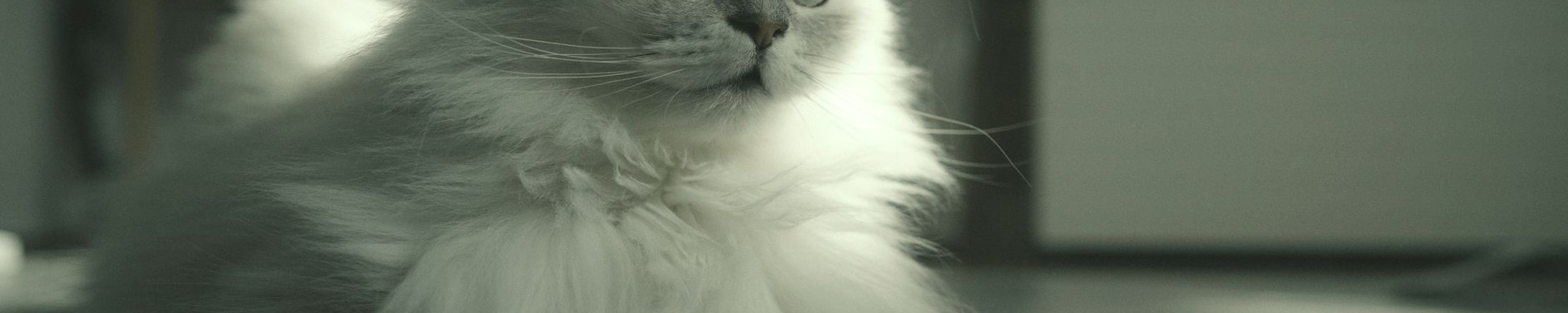 Perserkatze