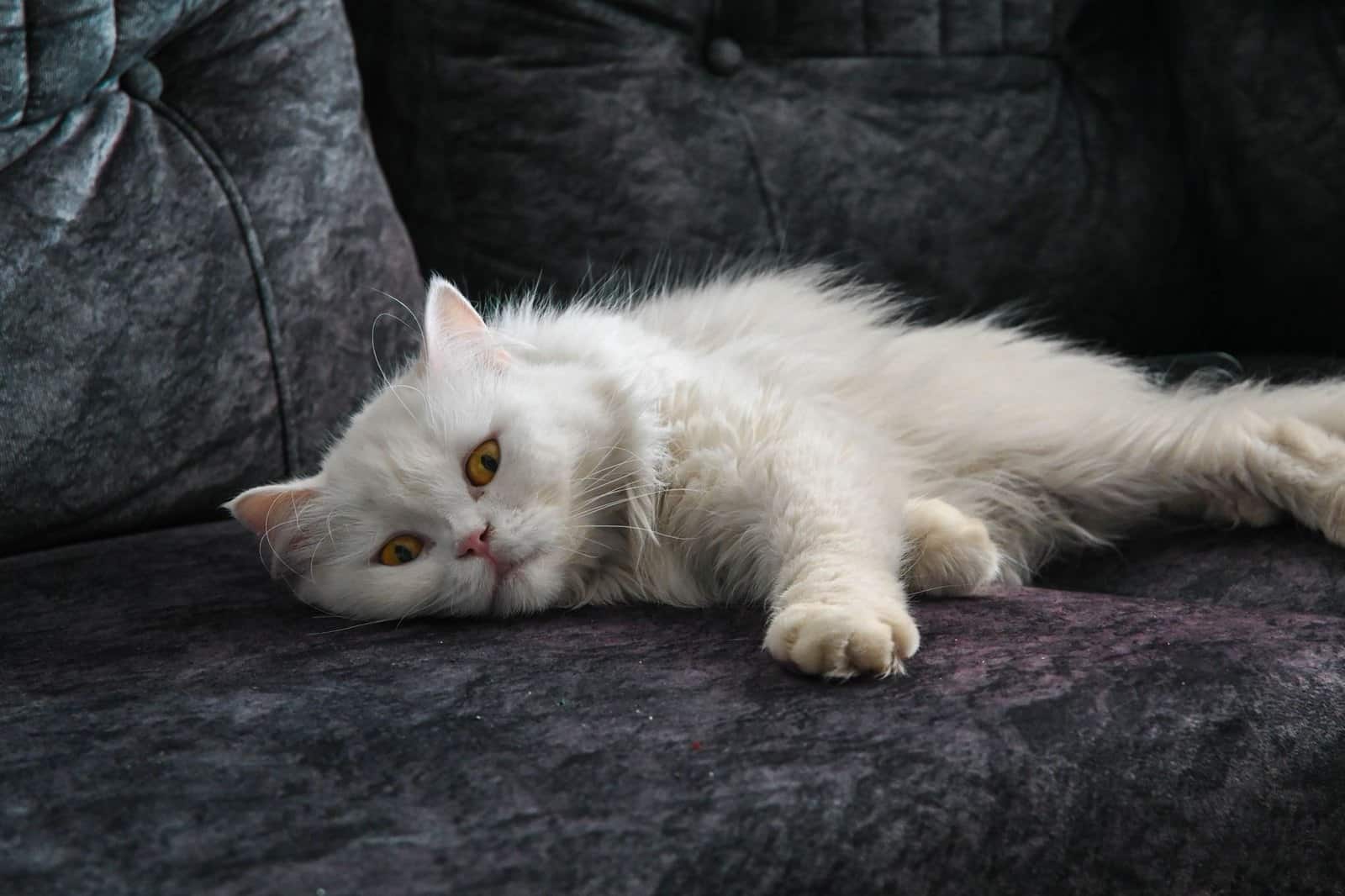 Weisse Perserkatze mit langem gepflegtem Fell
