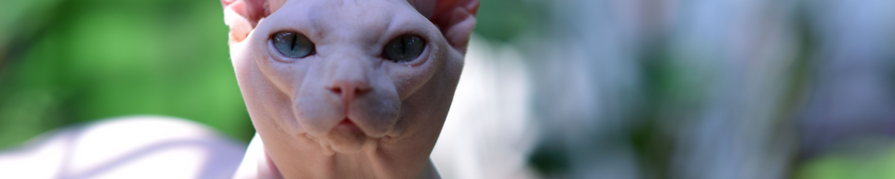 Peterbald