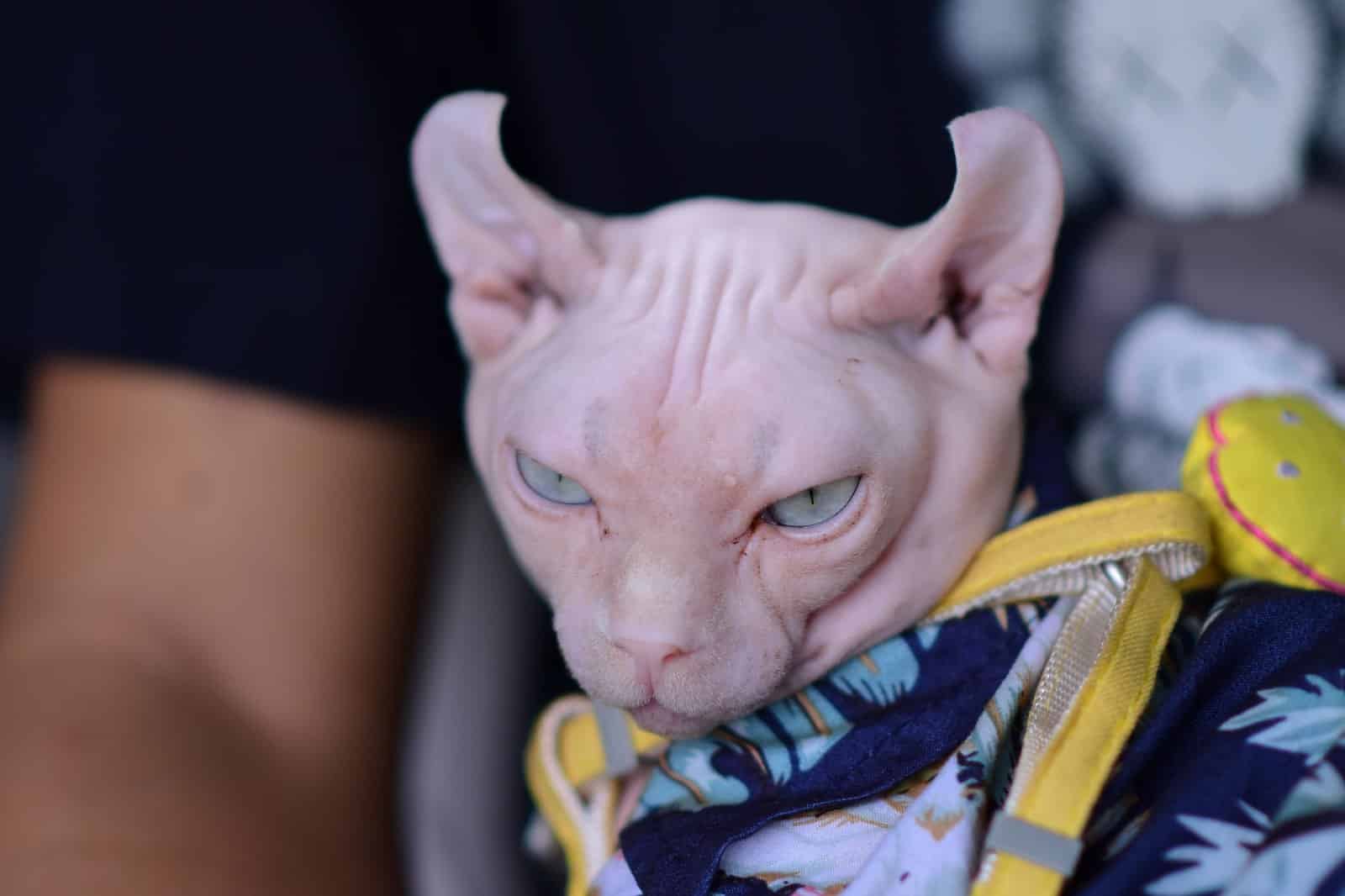 Nacktkatze mit Kleidung; haarlose Rassen frieren leicht und suchen Wärme