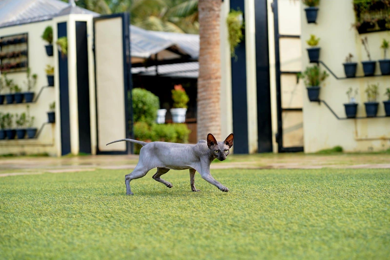 Haarlose Katze im Garten; Nacktkatzen brauchen Schutz vor Sonne und Kälte
