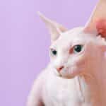 Peterbald