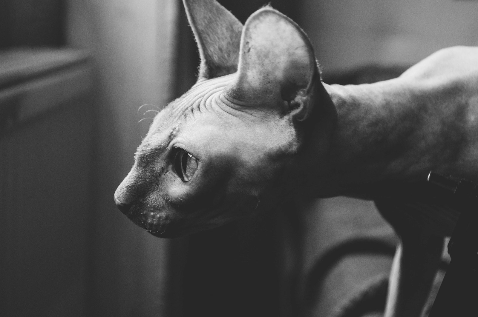 Sphynx-Katze im Profil; die Peterbald wird oft mit der Sphynx verwechselt