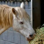 Zeolith für Pferde: Wirkung, Anwendung und Grenzen
