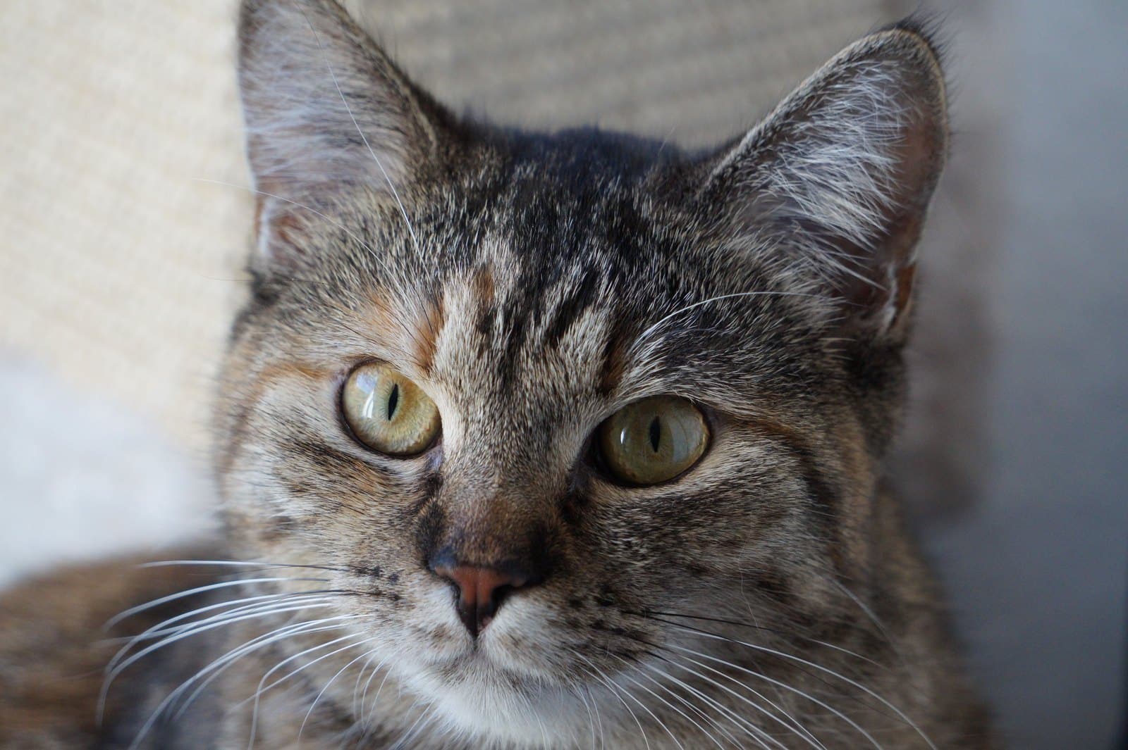Getigerte Katze mit dichtem Fell und wachem Blick