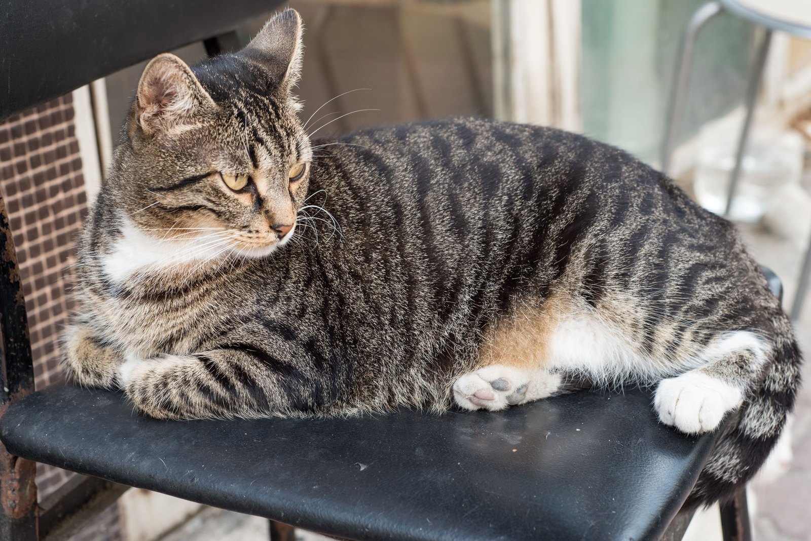 Getigerte Katze mit auffälligem Muster, ähnlich dem getickten Fell der Pixiebob