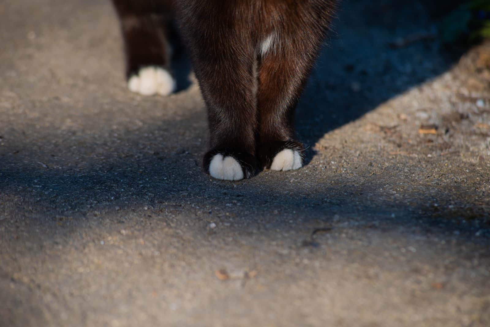 Katzenpfoten in Nahaufnahme; bei der Pixiebob sind zusätzliche Zehen im Standard erlaubt