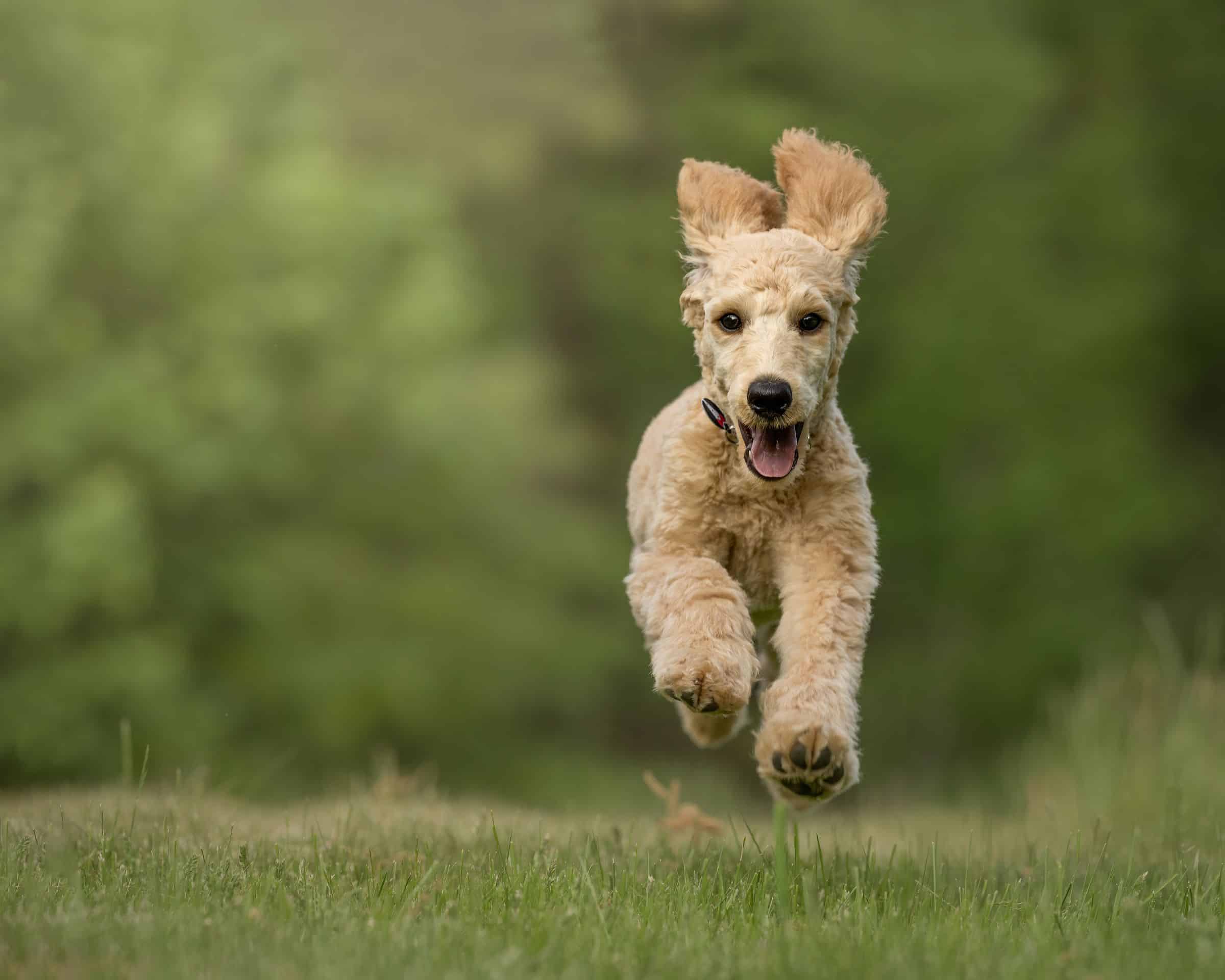 Pubertät beim Hund: Dauer, Verhalten und Tipps