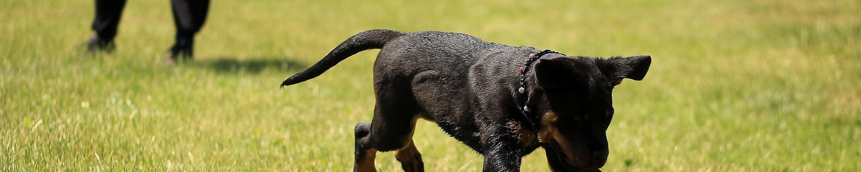 Pubertät beim Hund: Dauer, Verhalten und Tipps