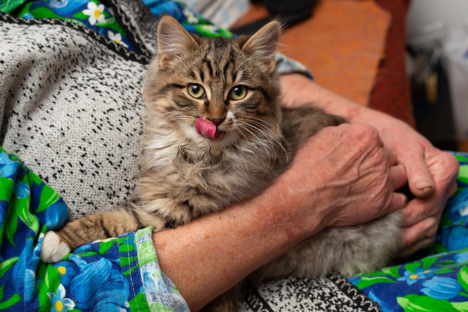 Sanfte Ragamuffin Katze wird entspannt auf dem Arm gehalten