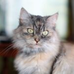 Ragamuffin