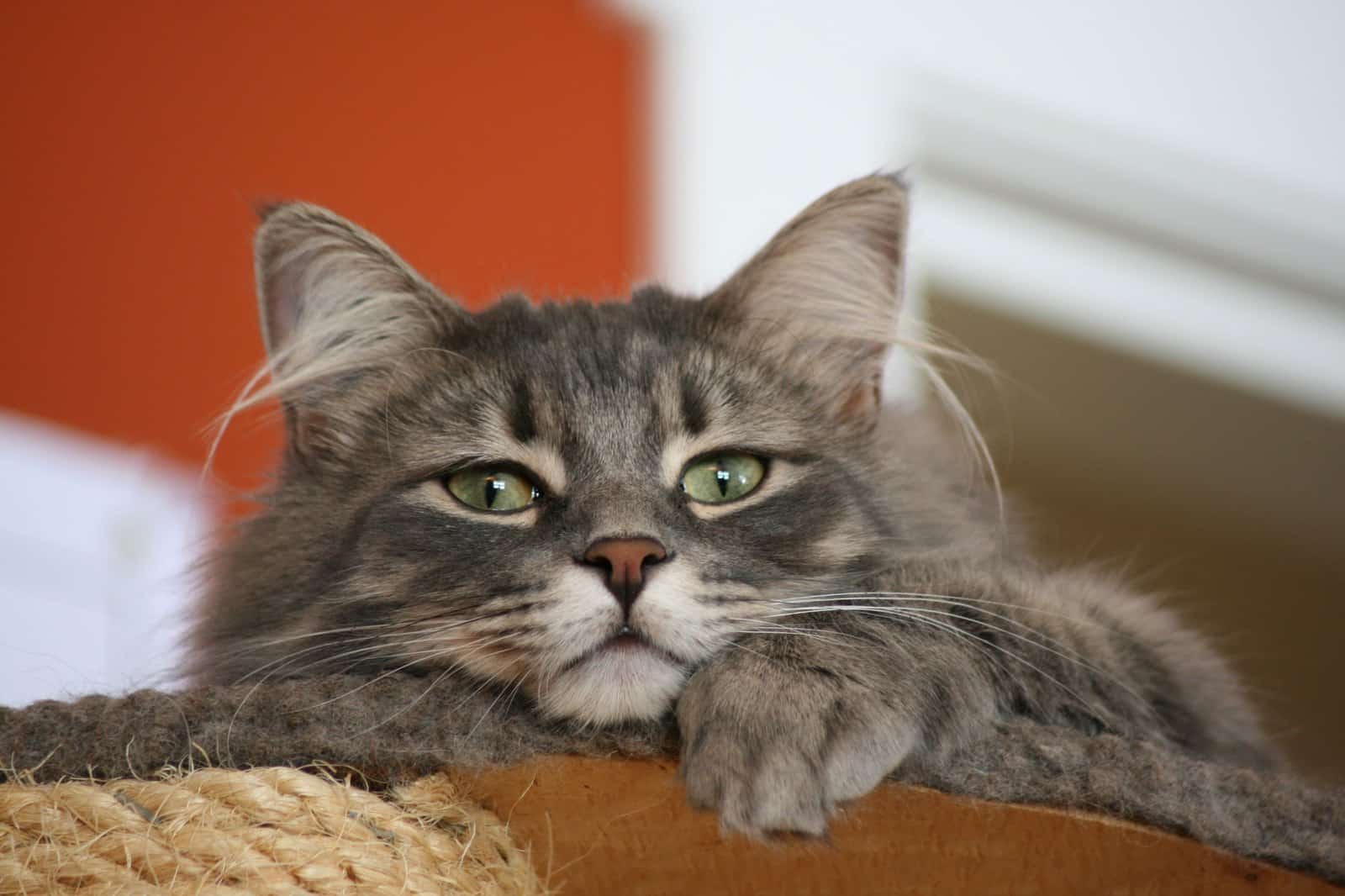 Entspannte halblanghaarige Ragamuffin Katze ruht ausgestreckt in der Wohnung