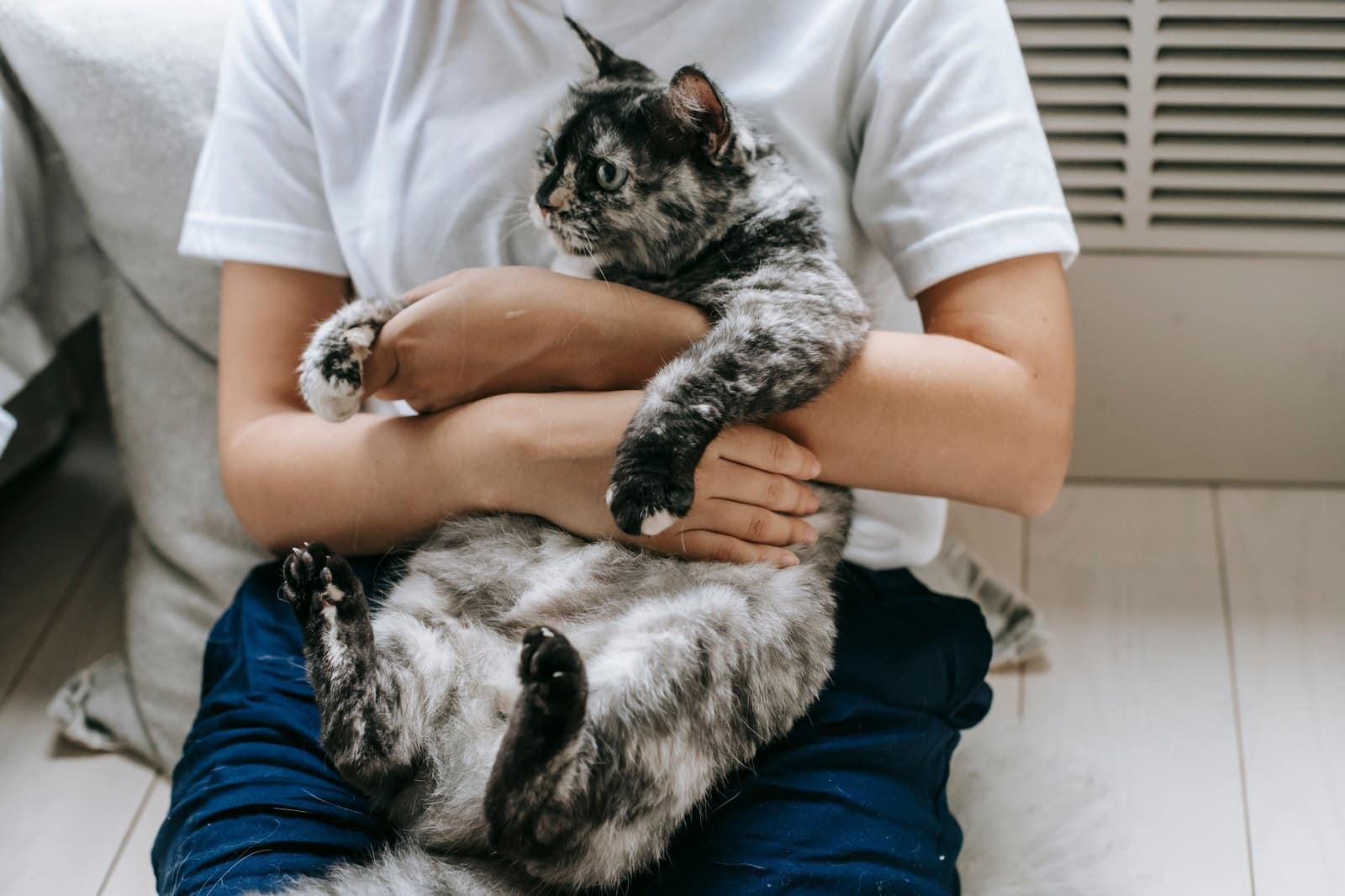 Fluffige Ragamuffin Katze liegt schmusend auf dem Schoss und wird gestreichelt