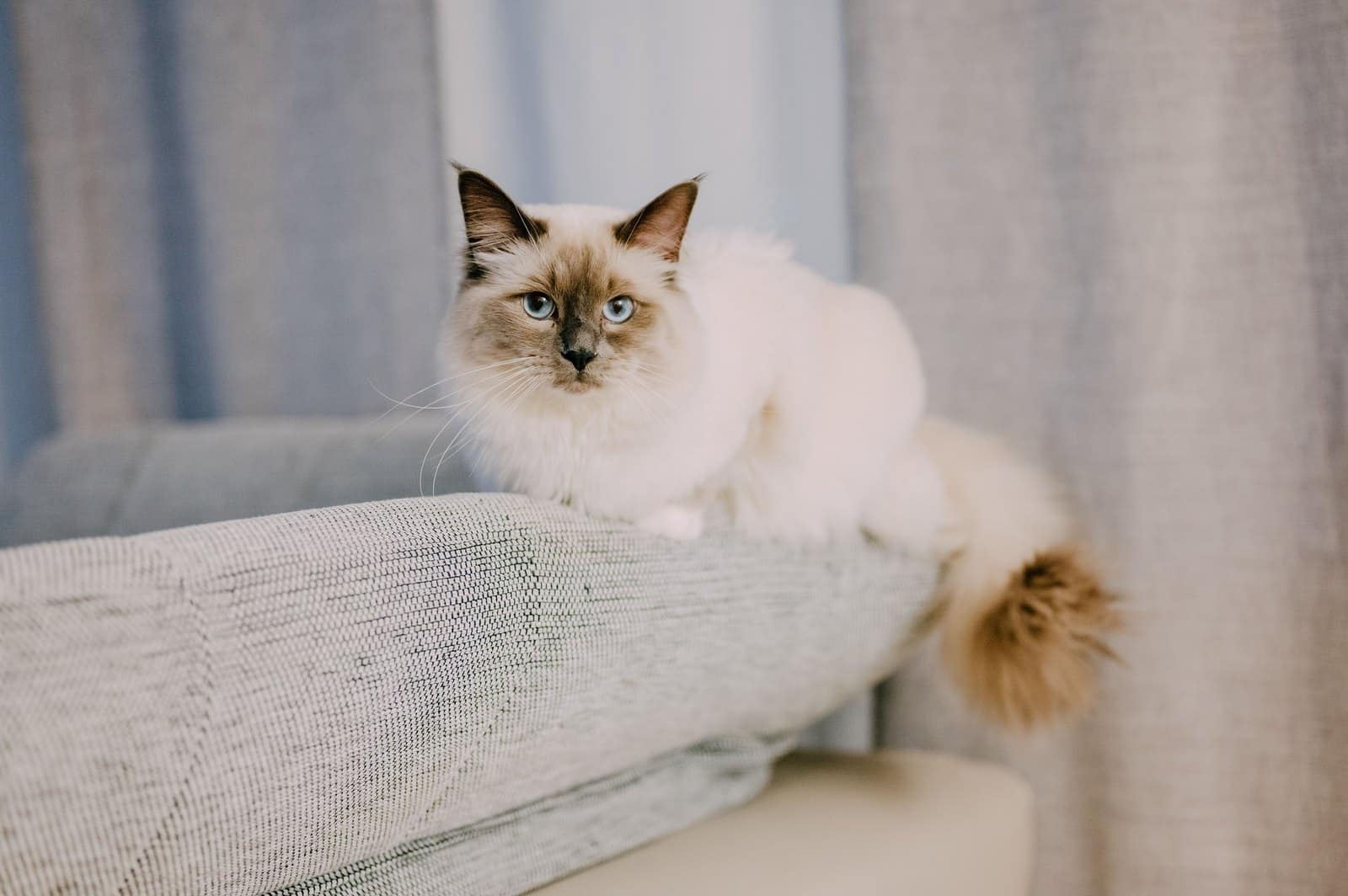 Ragdoll Katze liegt entspannt auf dem Sofa