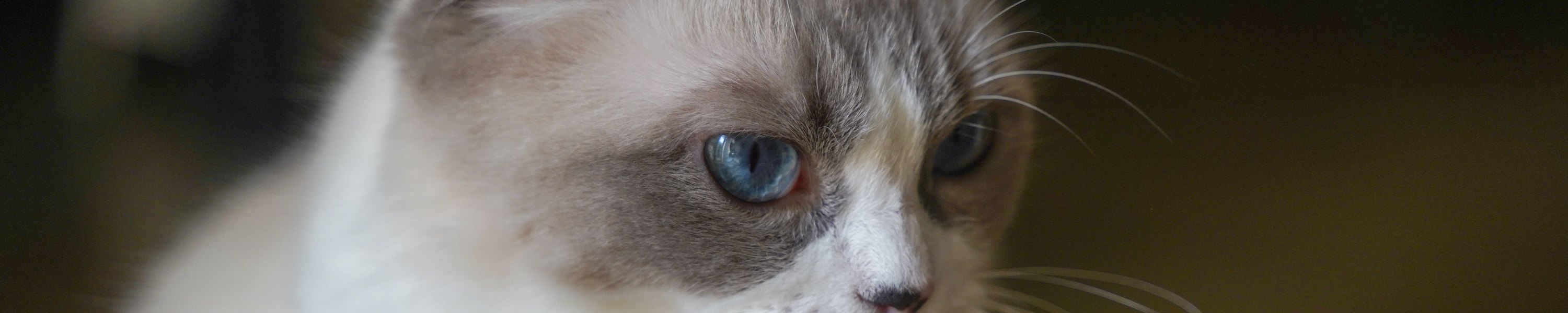 Ragdoll