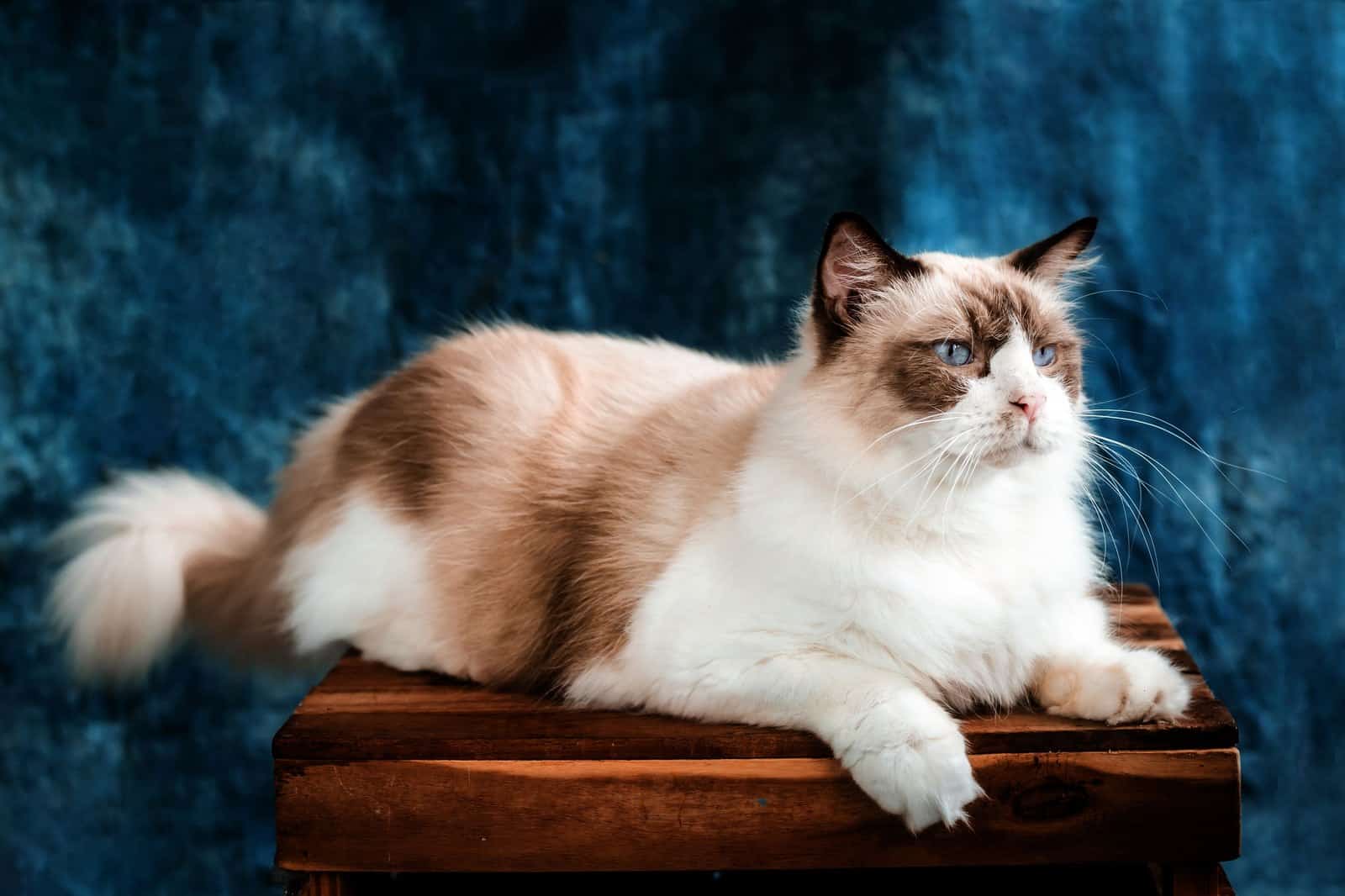 Ragdoll mit weiss brauner Point Zeichnung