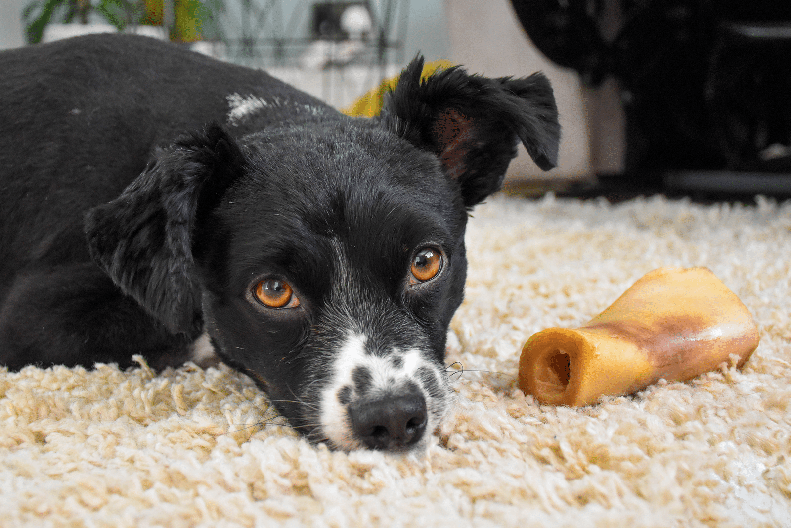 Hund liegt schützend über einem Kauknochen und beobachtet aufmerksam seine Umgebung